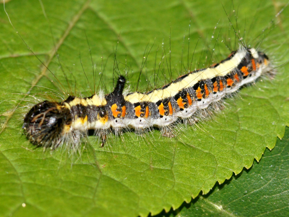 Bild Nr.08777 zum Vergrößern klicken Bild Nr.08777