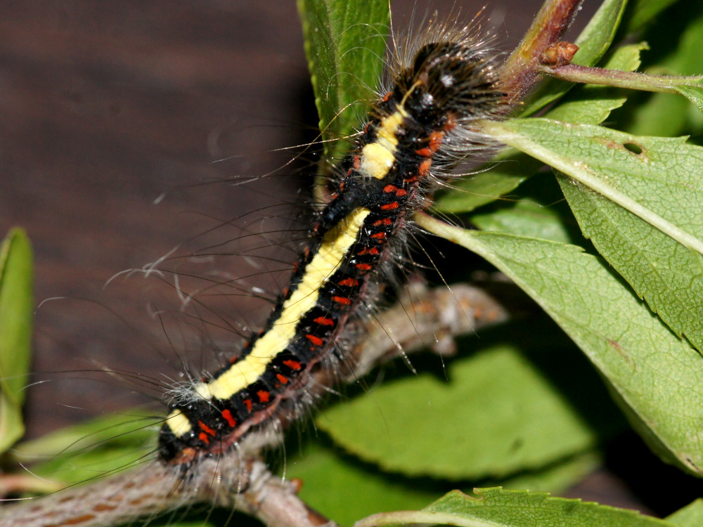 Bild Nr.08777 zum Vergrößern klicken Bild Nr.08777