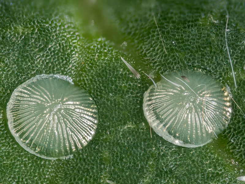 Bild Nr.08777 zum Vergrößern klicken Bild Nr.08777