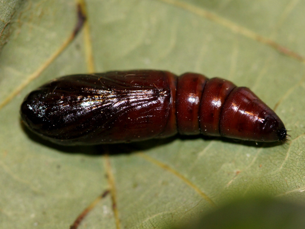 Bild Nr.08777 zum Vergrößern klicken Bild Nr.08777