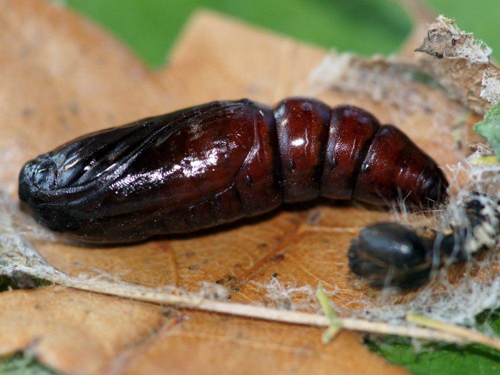 Bild Nr.08777 zum Vergrößern klicken Bild Nr.08777