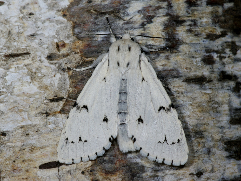 Bild Nr.08779 zum Vergrößern klicken Bild Nr.08779