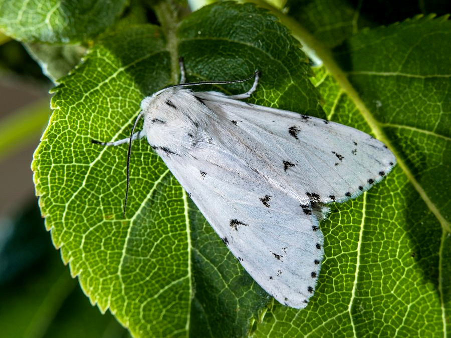 Bild Nr.08779 zum Vergrößern klicken Bild Nr.08779