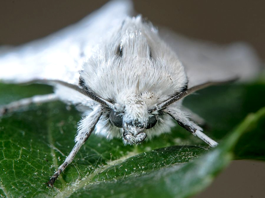 Bild Nr.08779 zum Vergrößern klicken Bild Nr.08779