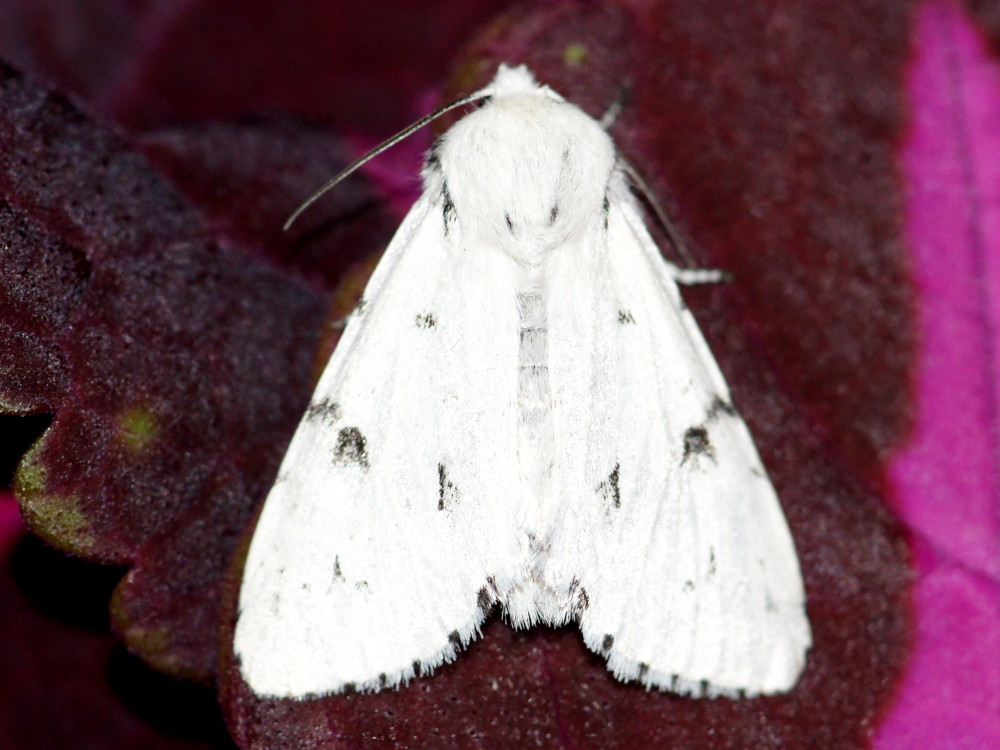 Bild Nr.08779 zum Vergrößern klicken Bild Nr.08779