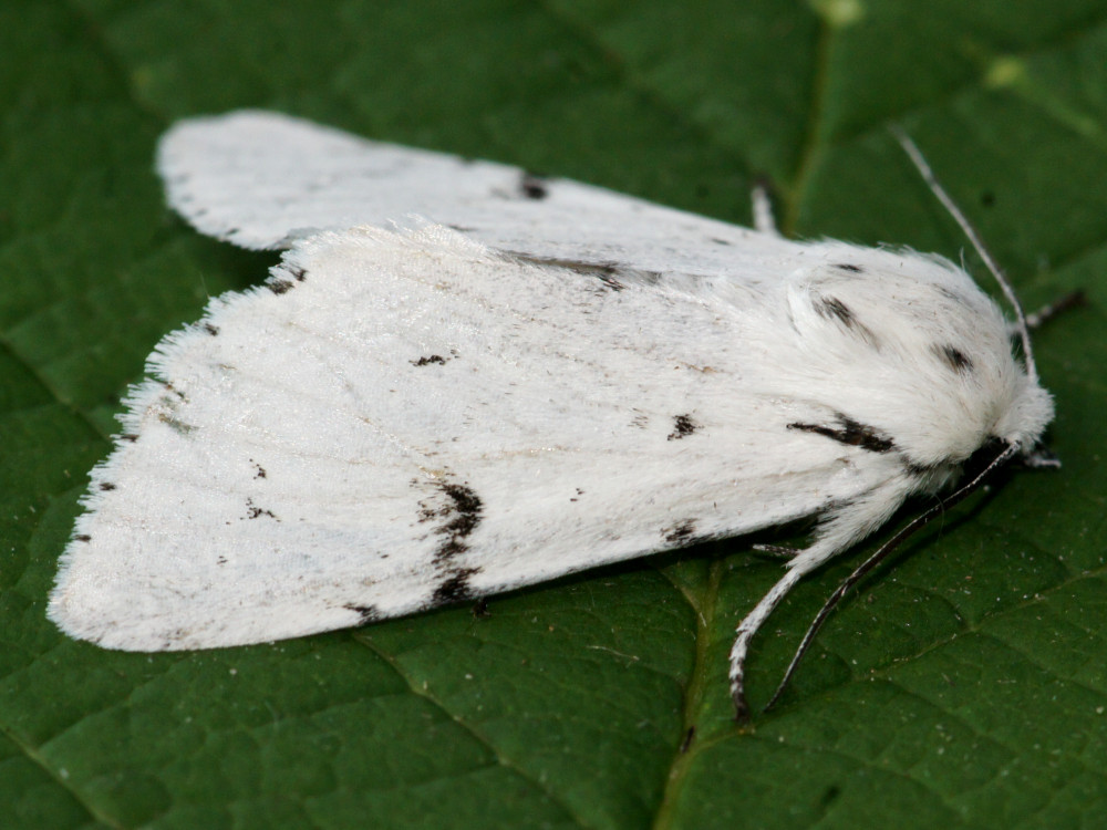 Bild Nr.08779 zum Vergrößern klicken Bild Nr.08779