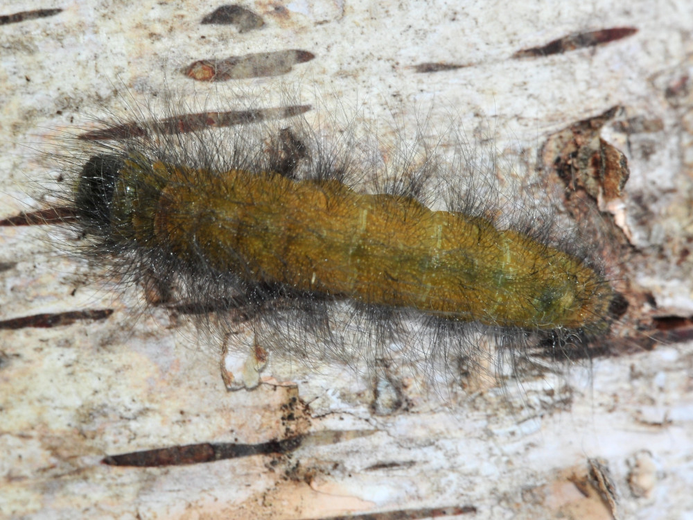 Bild Nr.08779 zum Vergrößern klicken Bild Nr.08779