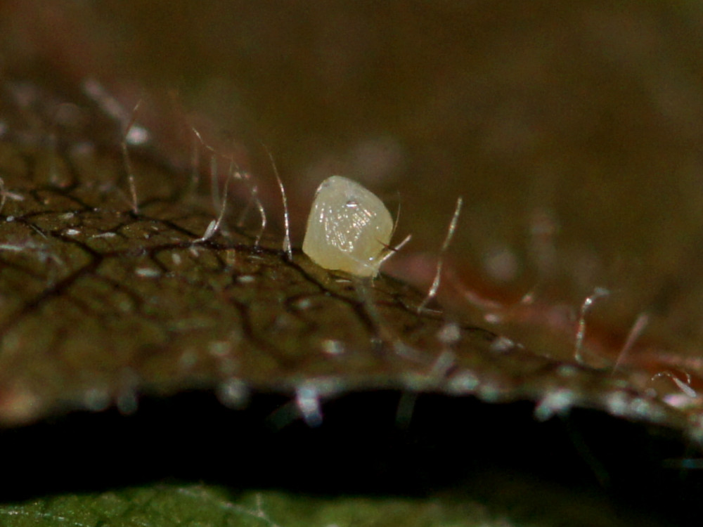 Bild Nr.08779 zum Vergrößern klicken Bild Nr.08779