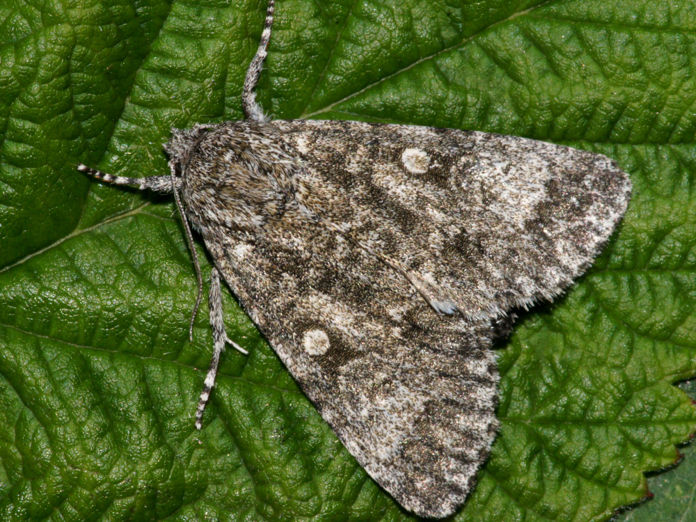 Bild Nr.08780 zum Vergrößern klicken Bild Nr.08780