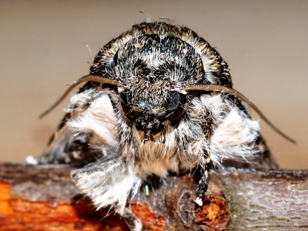 Bild Nr.08780 zum Vergrößern klicken Bild Nr.08780