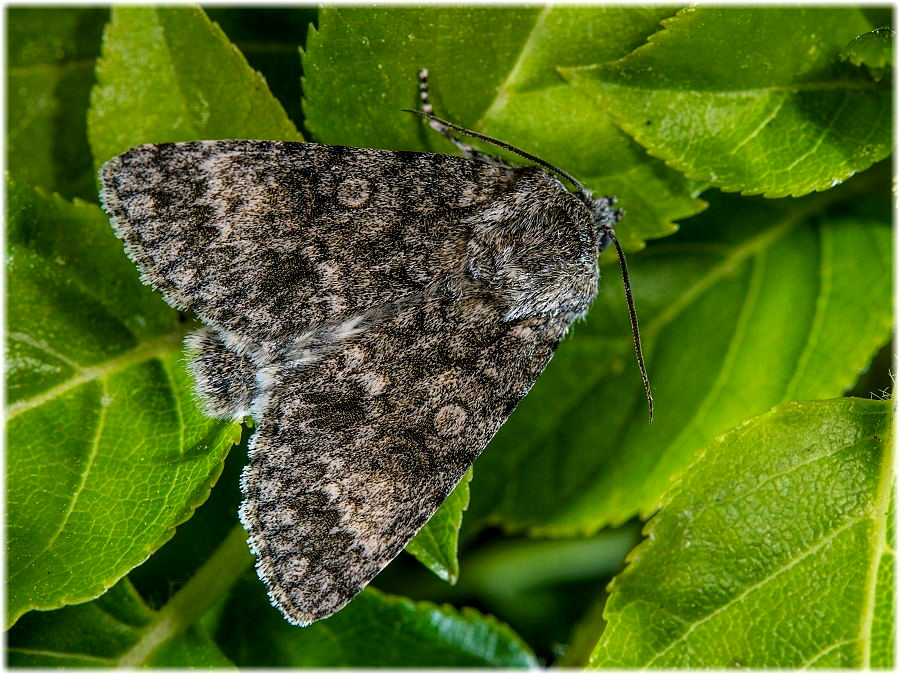 Bild Nr.08780 zum Vergrößern klicken Bild Nr.08780