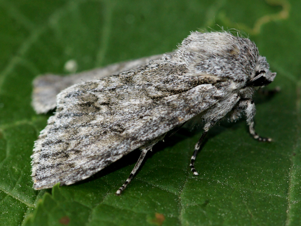 Bild Nr.08780 zum Vergrößern klicken Bild Nr.08780