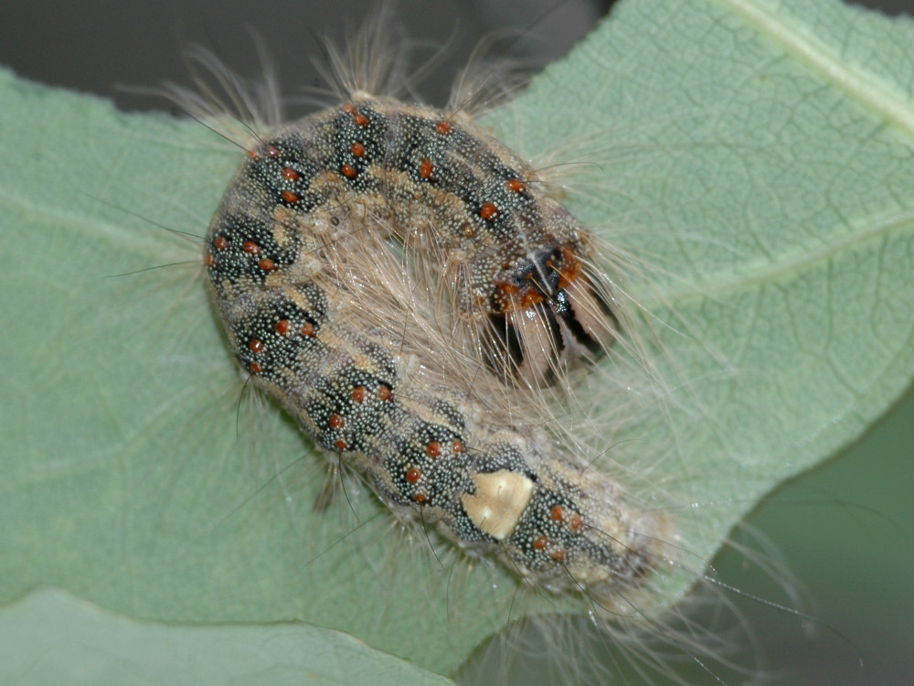 Bild Nr.08780 zum Vergrößern klicken Bild Nr.08780