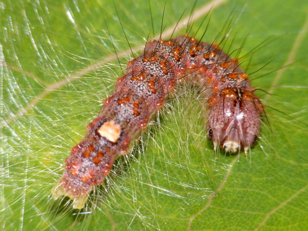 Bild Nr.08780 zum Vergrößern klicken Bild Nr.08780