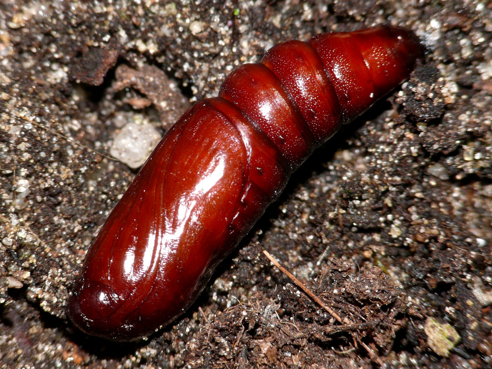 Bild Nr.08780 zum Vergrößern klicken Bild Nr.08780