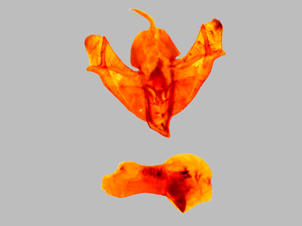 Bild Nr.08783 zum Vergrößern klicken Bild Nr.08783