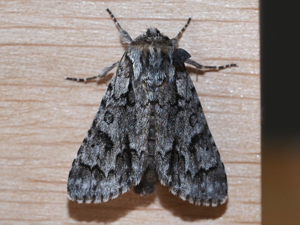 Bild Nr.08783 zum Vergrößern klicken Bild Nr.08783