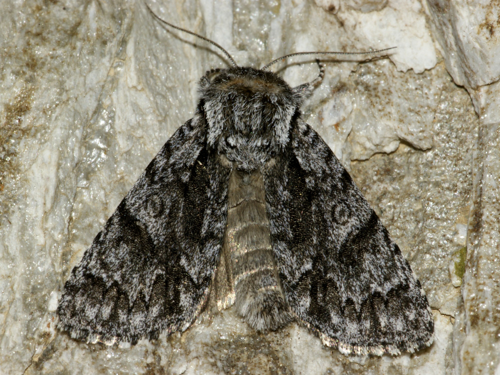 Bild Nr.08783 zum Vergrößern klicken Bild Nr.08783