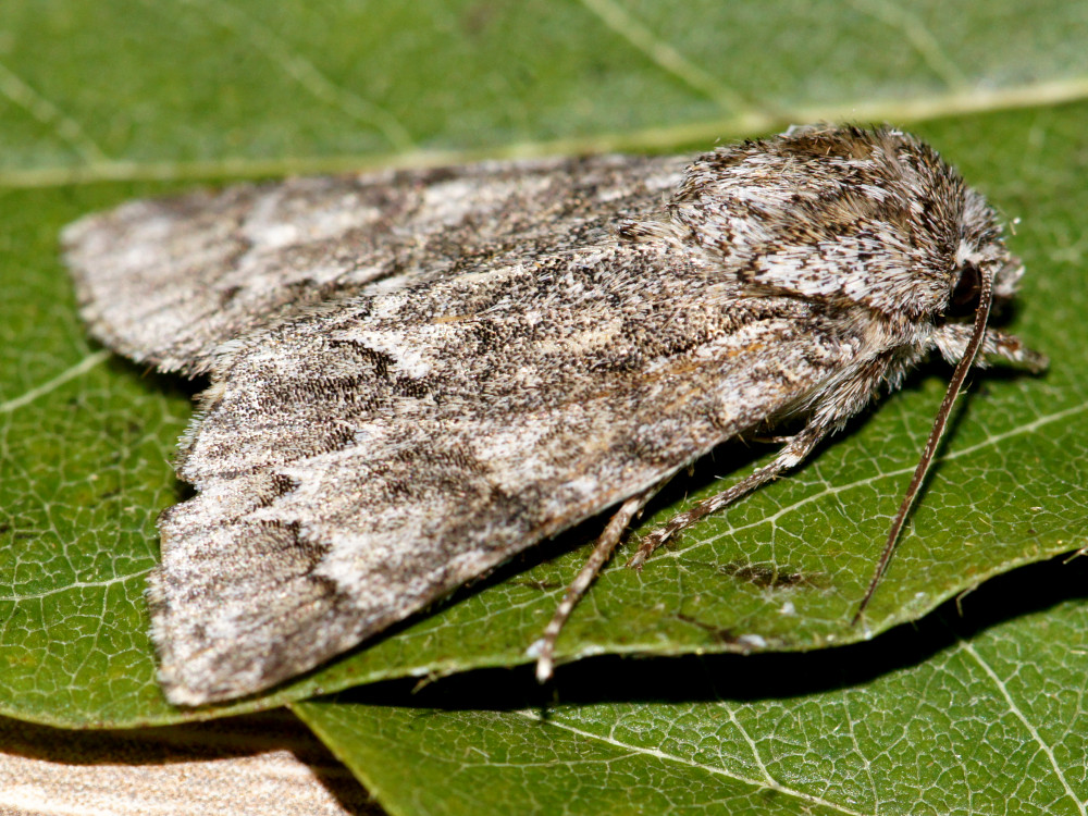 Bild Nr.08783 zum Vergrößern klicken Bild Nr.08783