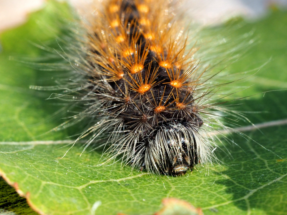 Bild Nr.08783 zum Vergrößern klicken Bild Nr.08783