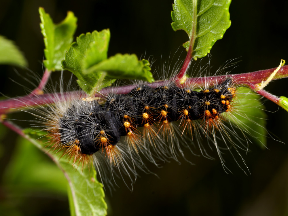 Bild Nr.08783 zum Vergrößern klicken Bild Nr.08783