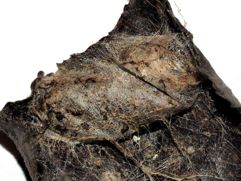 Bild Nr.08783 zum Vergrößern klicken Bild Nr.08783