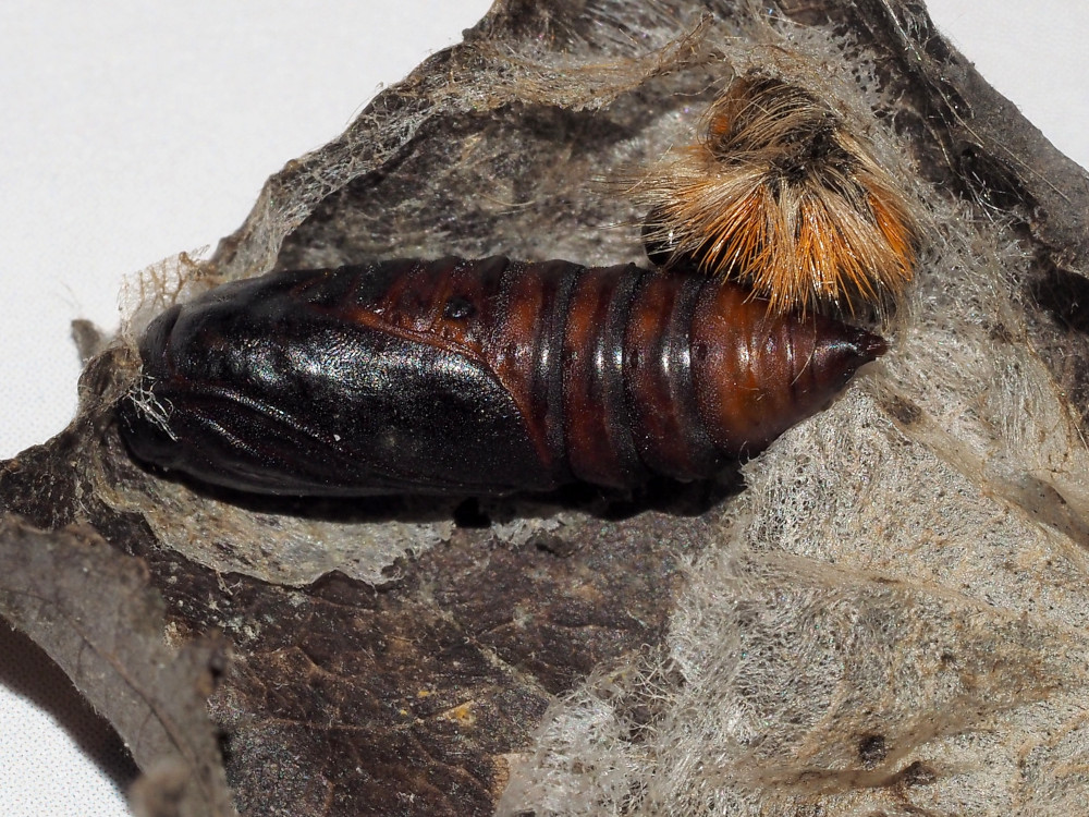 Bild Nr.08783 zum Vergrößern klicken Bild Nr.08783