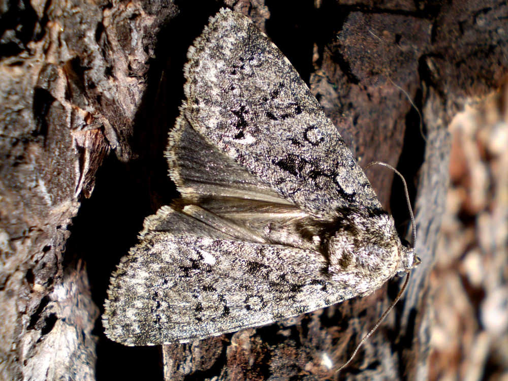 Bild Nr.08787 zum Vergrößern klicken Bild Nr.08787