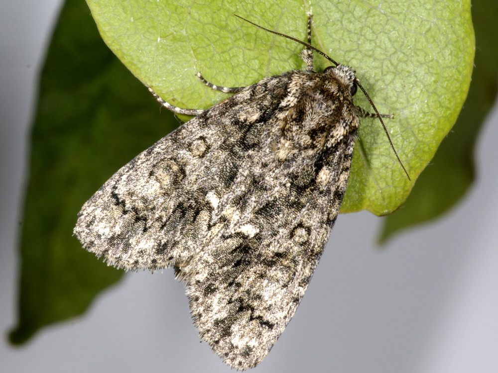 Bild Nr.08787 zum Vergrößern klicken Bild Nr.08787