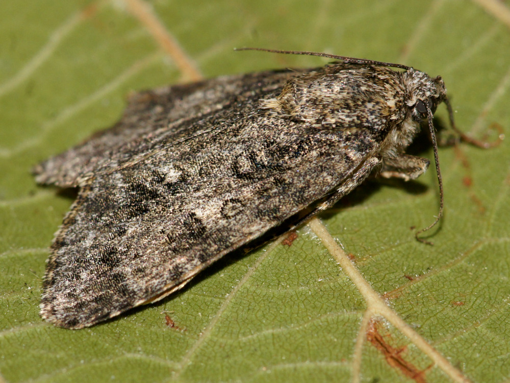 Bild Nr.08787 zum Vergrößern klicken Bild Nr.08787