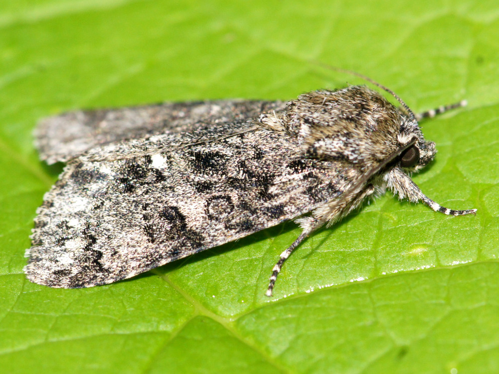 Bild Nr.08787 zum Vergrößern klicken Bild Nr.08787