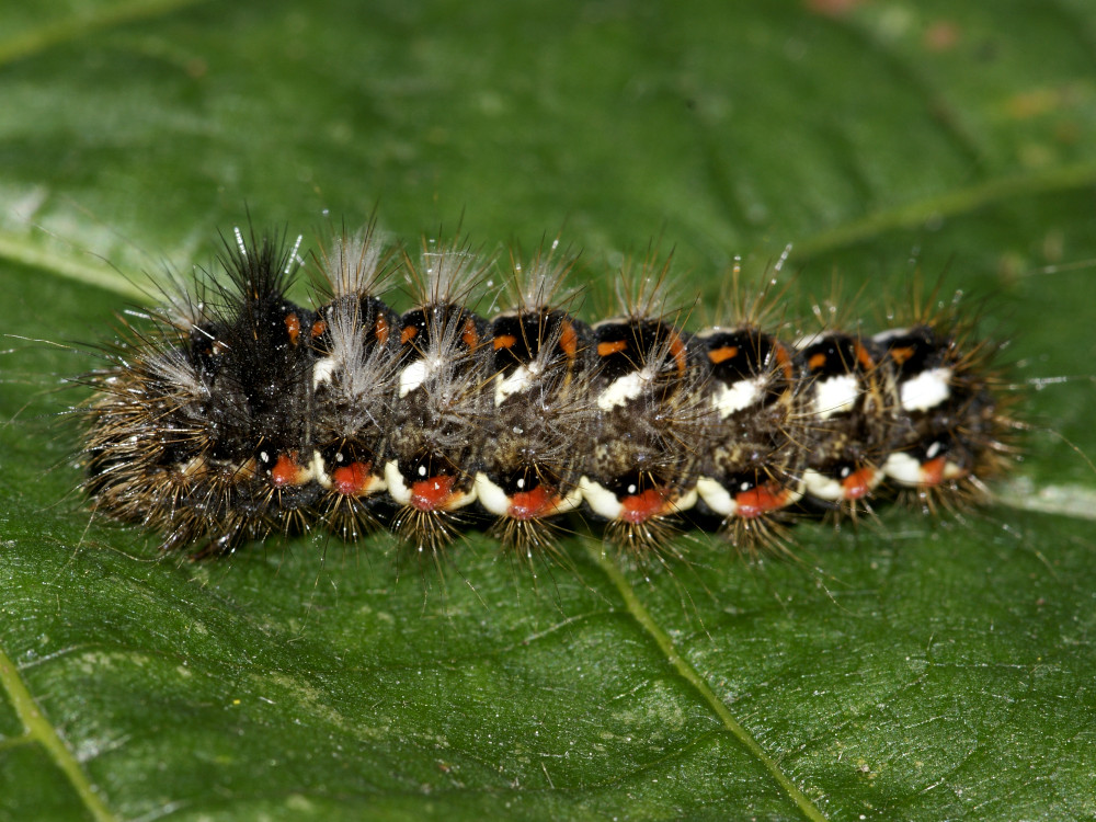 Bild Nr.08787 zum Vergrößern klicken Bild Nr.08787