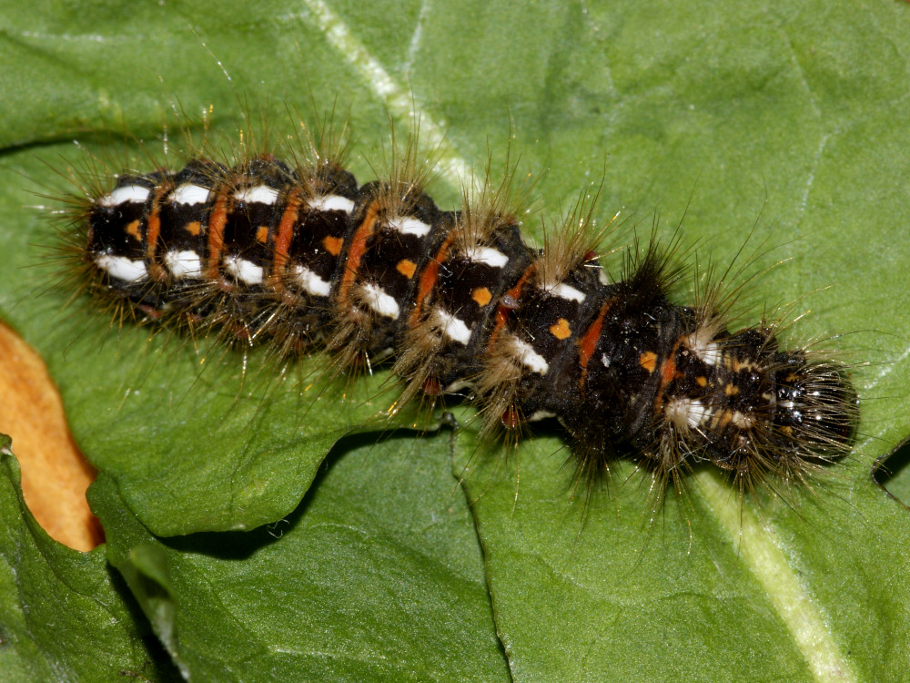 Bild Nr.08787 zum Vergrößern klicken Bild Nr.08787