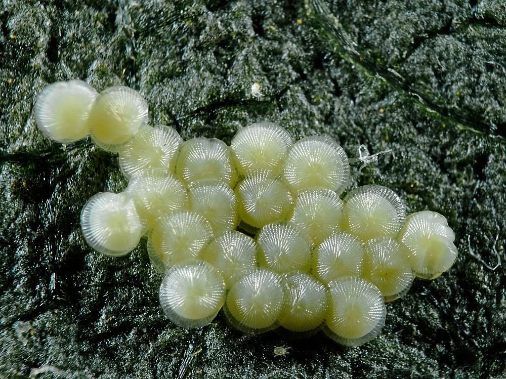 Bild Nr.08787 zum Vergrößern klicken Bild Nr.08787