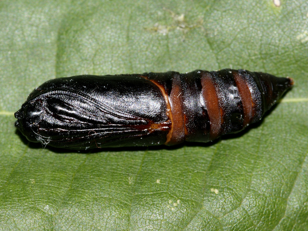 Bild Nr.08787 zum Vergrößern klicken Bild Nr.08787