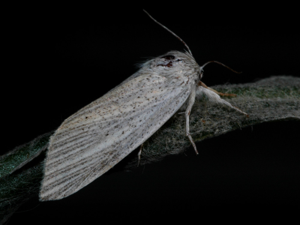 Bild Nr.08792 zum Vergrößern klicken Bild Nr.08792