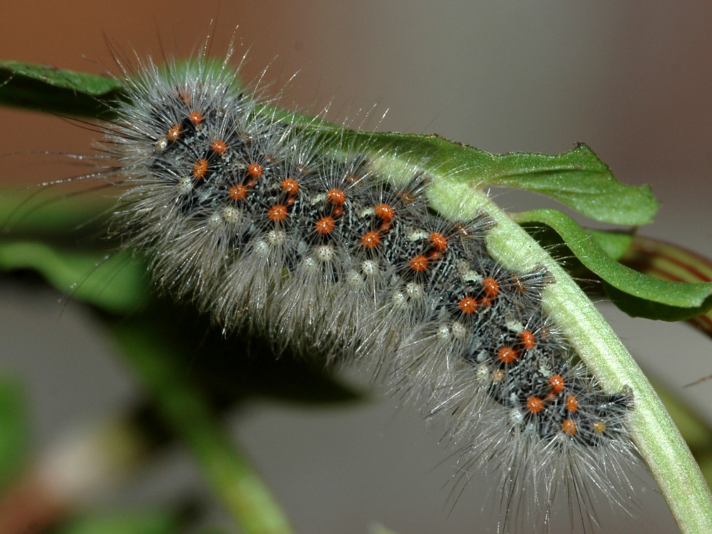 Bild Nr.08792 zum Vergrößern klicken Bild Nr.08792