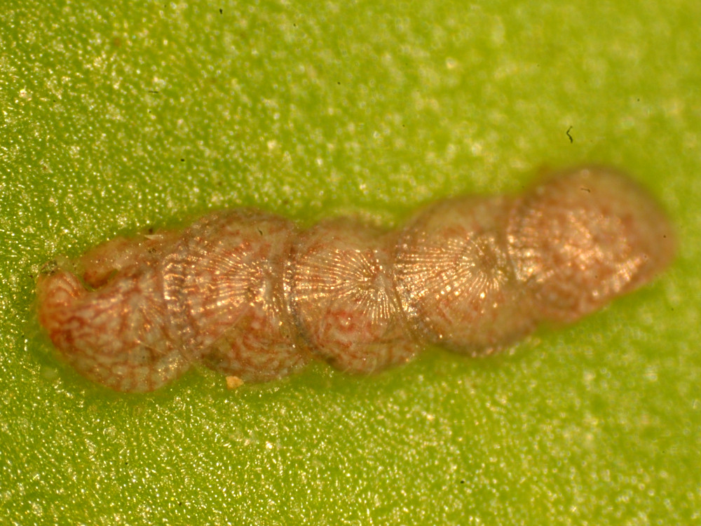 Bild Nr.08792 zum Vergrößern klicken Bild Nr.08792