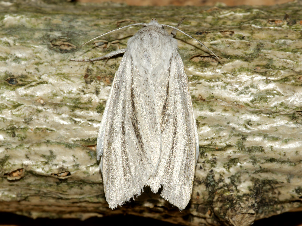 Bild Nr.08793 zum Vergrößern klicken Bild Nr.08793