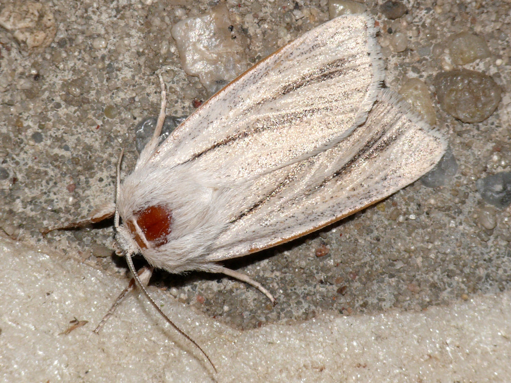 Bild Nr.08793 zum Vergrößern klicken Bild Nr.08793