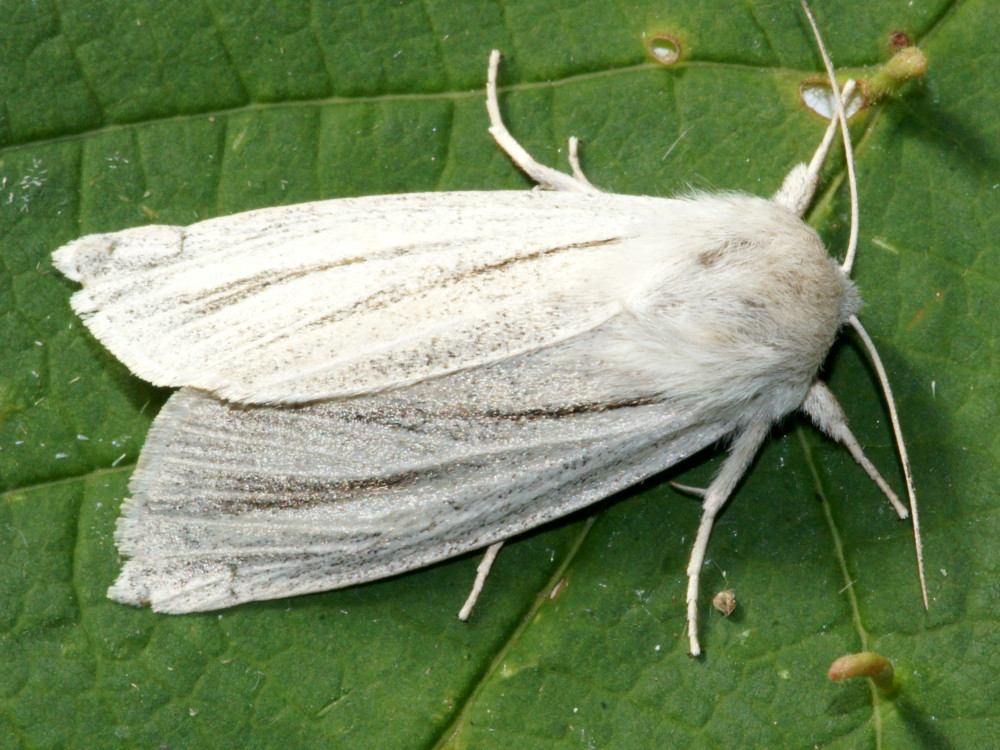 Bild Nr.08793 zum Vergrößern klicken Bild Nr.08793