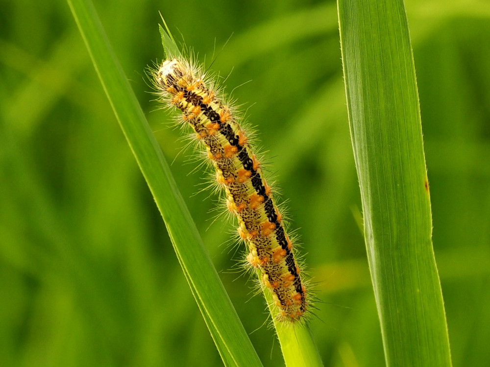 Bild Nr.08793 zum Vergrößern klicken Bild Nr.08793