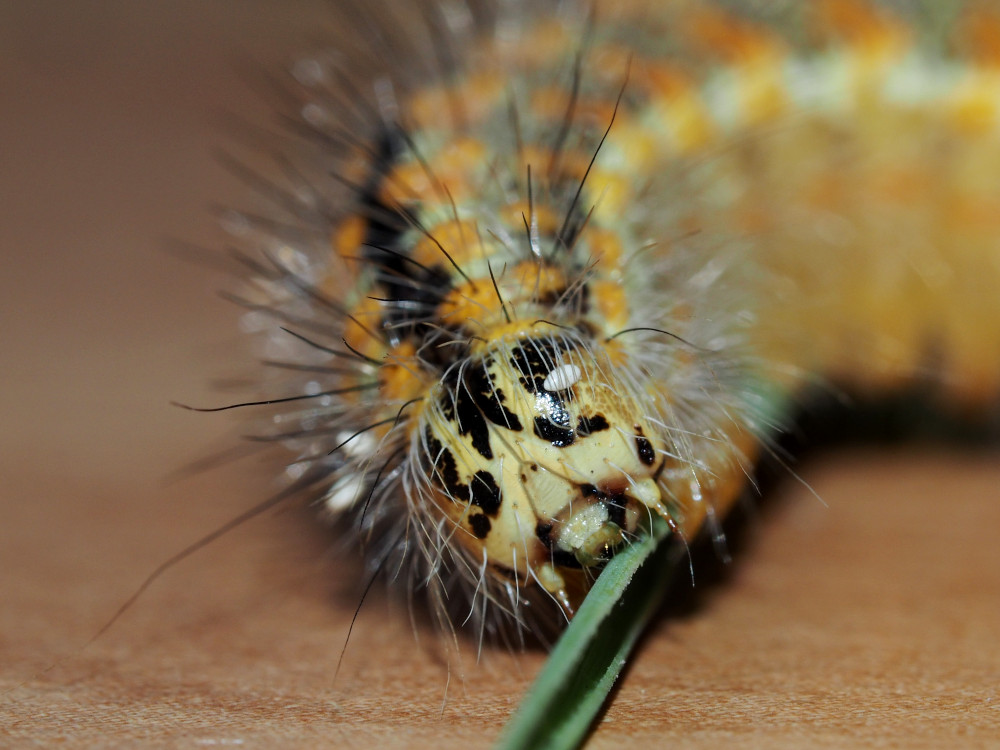 Bild Nr.08793 zum Vergrößern klicken Bild Nr.08793