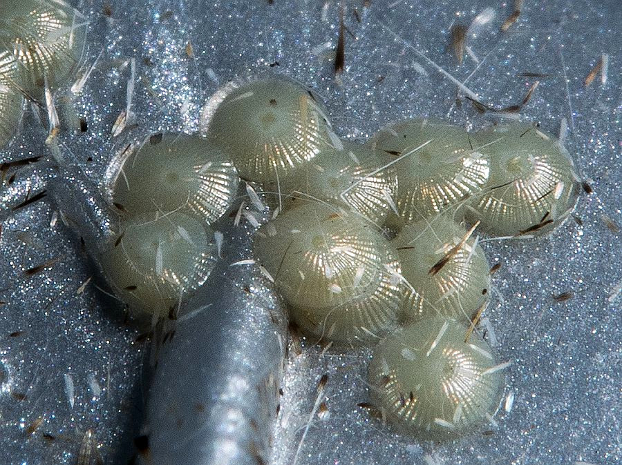 Bild Nr.08793 zum Vergrößern klicken Bild Nr.08793