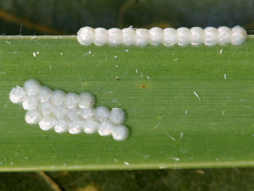 Bild Nr.08793 zum Vergrößern klicken Bild Nr.08793