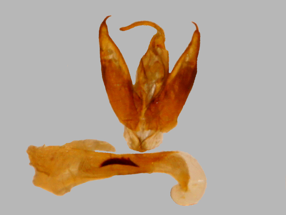 Bild Nr.08801 zum Vergrößern klicken Bild Nr.08801