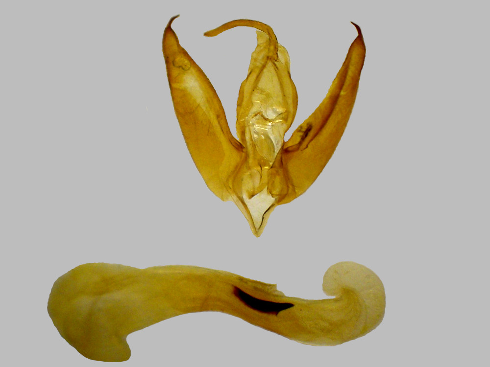 Bild Nr.08801 zum Vergrößern klicken Bild Nr.08801