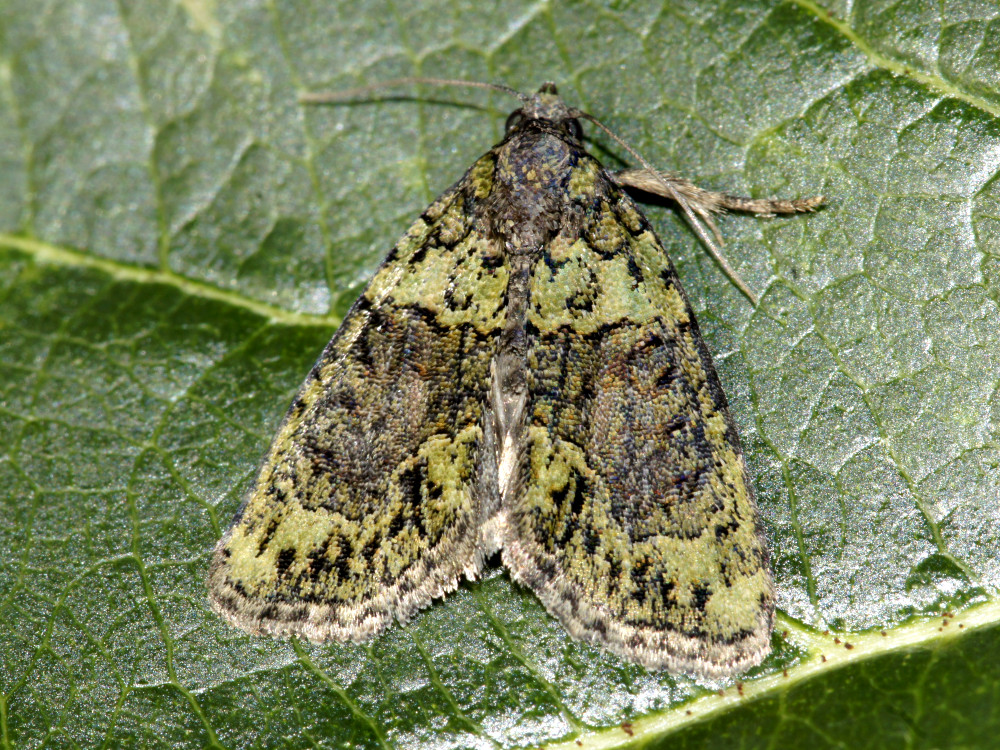 Bild Nr.08801 zum Vergrößern klicken Bild Nr.08801