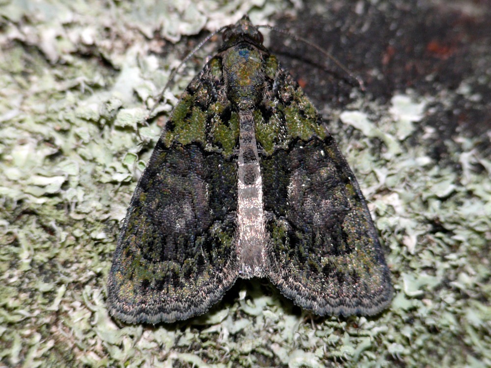 Bild Nr.08801 zum Vergrößern klicken Bild Nr.08801