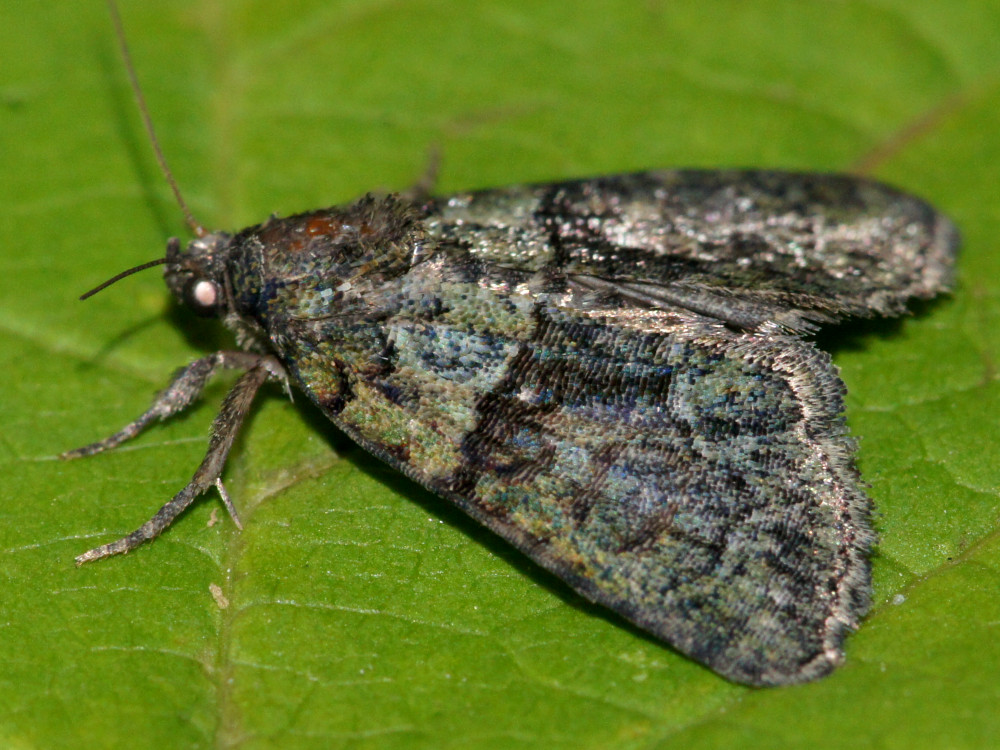 Bild Nr.08801 zum Vergrößern klicken Bild Nr.08801